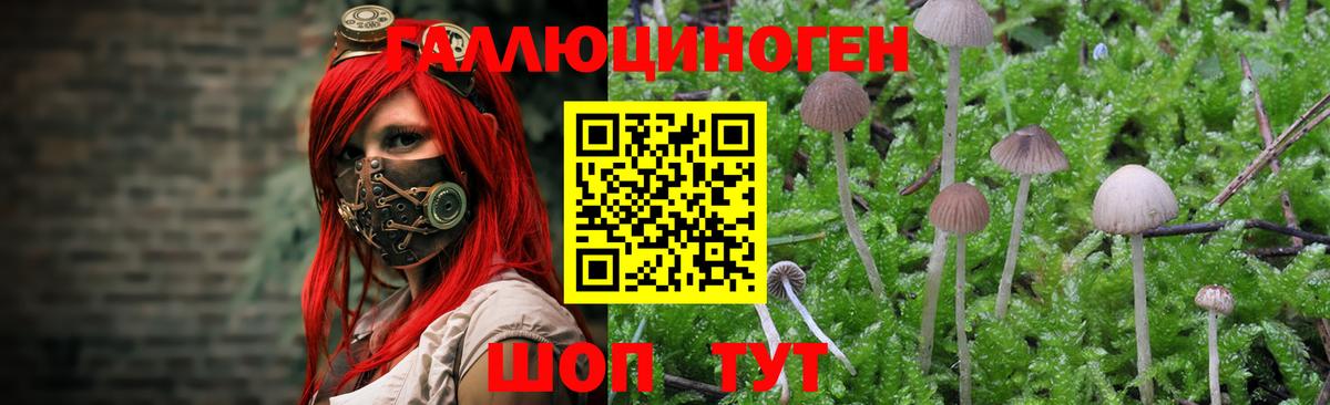 Галлюциногенные грибы Psilocybe Набережные Челны